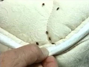 增城杀虫灭鼠公司吸血臭虫为什么很难清除呢