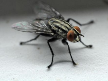 荔湾害虫防控中心分享4个灭蚊蝇驱蚊蝇的实用小妙招