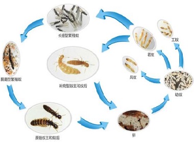 天河验收白蚁机构白蚁的生活习性是什么