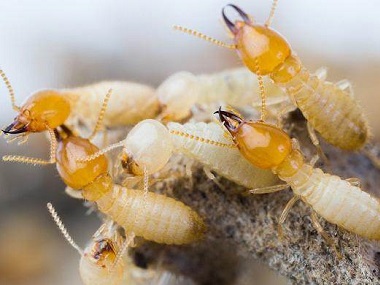 从化白蚁防治中心在疫情防控期如何做好白蚁消杀工作