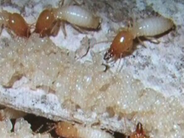 广州预防白蚁公司消灭白蚁简单有效方法