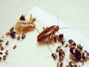 花都除四害机构正确有效杀灭蟑螂的方法