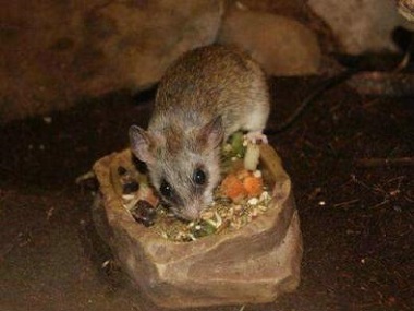 广州专业灭鼠机构餐厅餐饮行消灭老鼠的方法