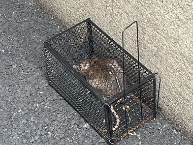 白云病媒生物防控所外环境装灭鼠器优势