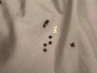 番禺虫害消杀机构床上有臭虫(臭屁虫)怎么办